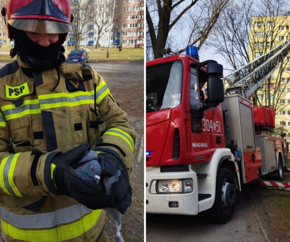 Lublin: Gołąb uwięziony na czubku drzewa. Strażacy ruszyli na ratunek [ZDJĘCIA]