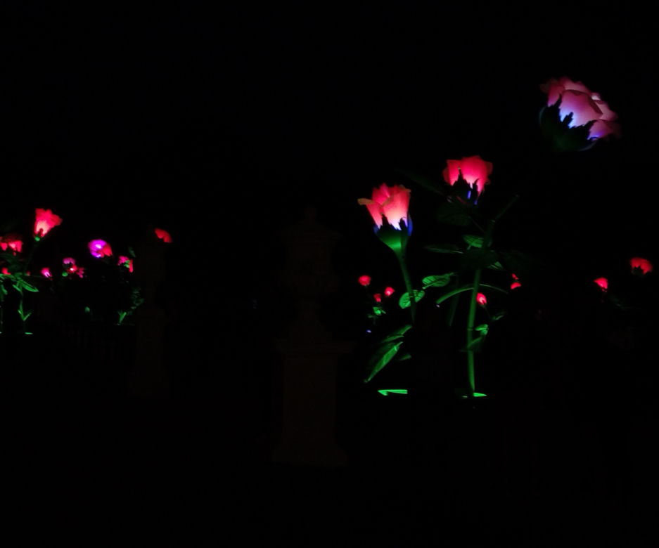 Monumentalne róże w Ogrodach Branickich robią wrażenie. Wieczorne iluminacje cieszą oczy
