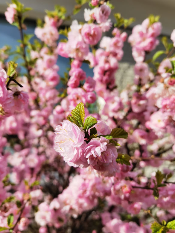Zdjęcie wykonane telefonem Huawei P40 Pro