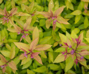 Tawuła japońska 'Goldflame'