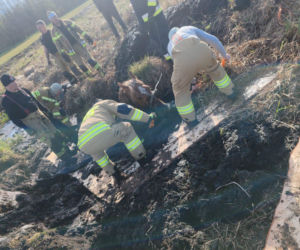 Konie uwięzione w bagnie