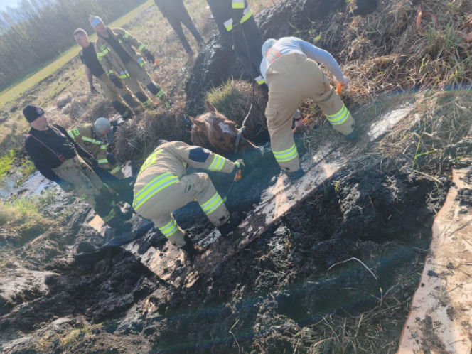 Konie uwięzione w bagnie