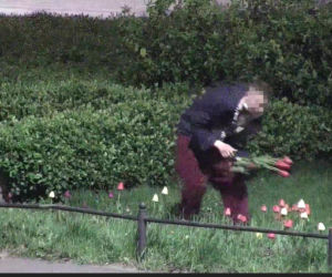 Niepoprawny romantyk zrywał tulipany w centrum Bydgoszczy. Szybko tego pożałował [ZDJĘCIA]