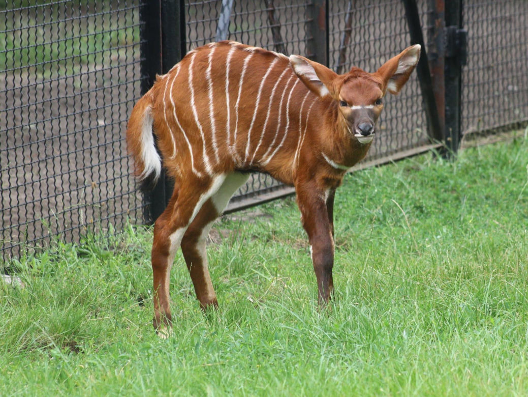 Antylopa Porzeczka
