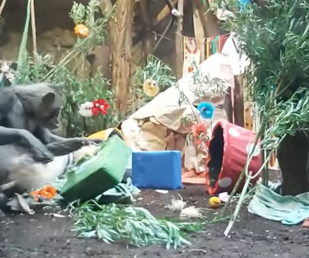 Małpie harce w warszawskim ZOO. Lucy, Lizy i Mandy świętowały urodziny w Krainie Czarów