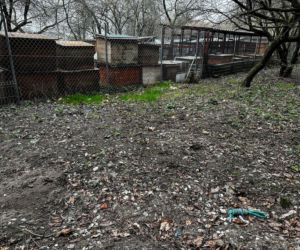 Zabrali dzieciom psa jak rzecz