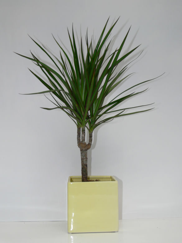 Dracena obrzeżona