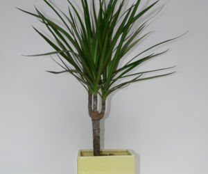 Dracena obrzeżona