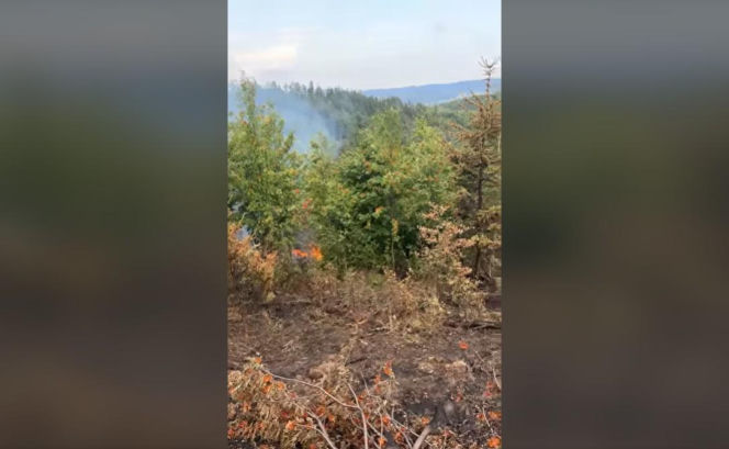 Pożary na Dolnym Śląsku jeden po drugim. Leśnicy pokazali nagranie i apelują!
