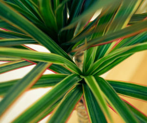 Dracena