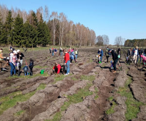 Akcja Grudziądzanie sadzą las!