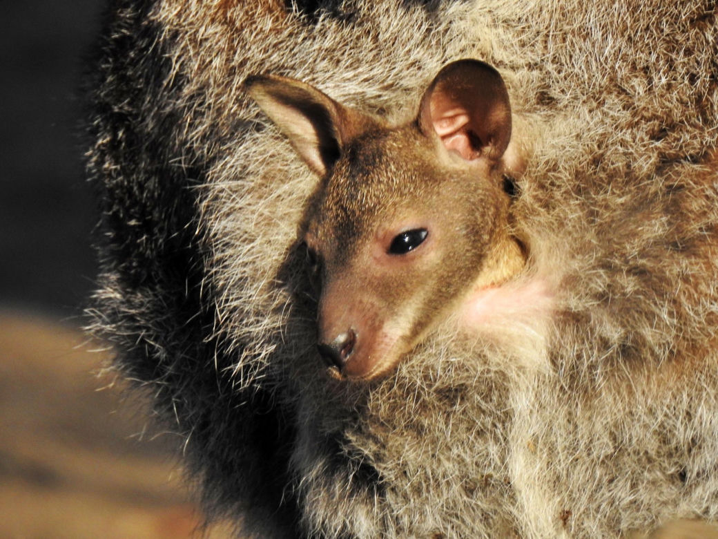 Małe kangurzątka urodziły się w Ogrodzie Zoobotanicznym w Toruniu