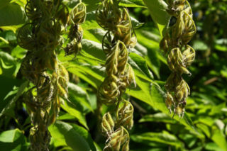 Styrakowiec japoński  - Pterostyrax hispida