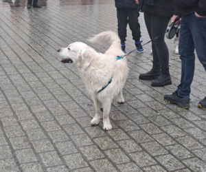 34. finał WOŚP w Krakowie. Golden Retrievery na Rynku Głównym