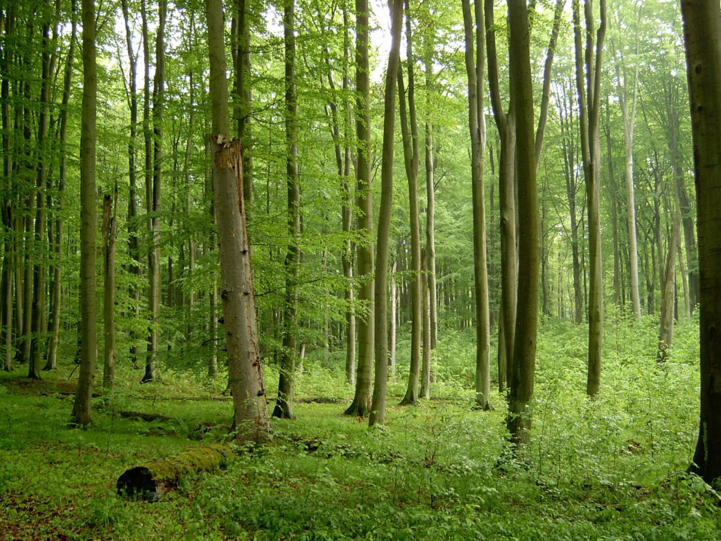 Puszcza Bukowa 