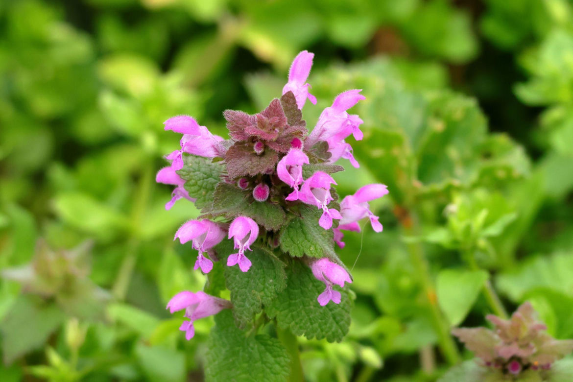 Jasnota purpurowa