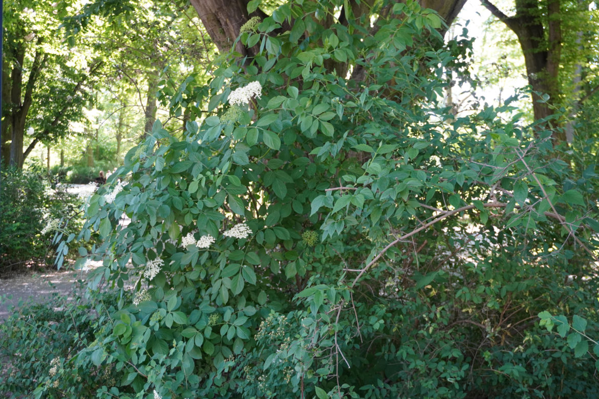 Park Sołacki w maju 2024