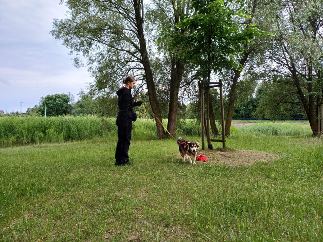 Psy służbowe, szkolenia i strefa pierwszej pomocy. Trwa drugi dzień CERBERUS K9 w Ostrowie