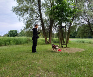 Psy służbowe, szkolenia i strefa pierwszej pomocy. Trwa drugi dzień CERBERUS K9 w Ostrowie