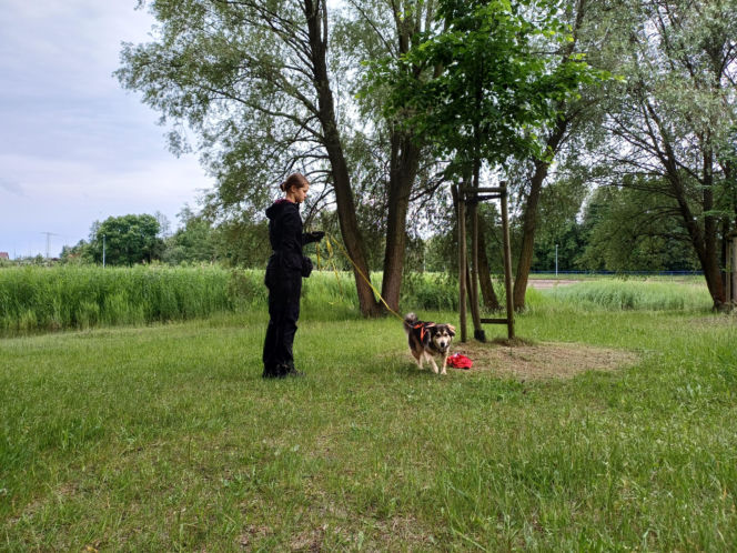 Psy służbowe, szkolenia i strefa pierwszej pomocy. Trwa drugi dzień CERBERUS K9 w Ostrowie