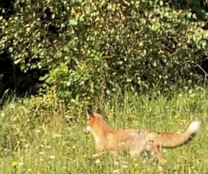 Lisek wrócił na wolność