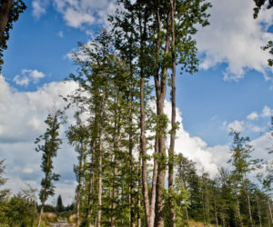 Wakacje u źródeł. Tak Wisła zachęca turystów. Znajdziemy tu piękne górskie szlaki, spokojne leśne ścieżki, trasy rowerowe i wiele, wiele więcej [WIDEO, ZDJĘCIA]