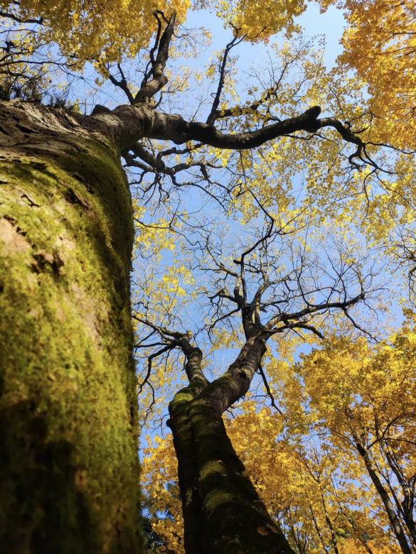 Bliżyńskie Lasy Naturalne