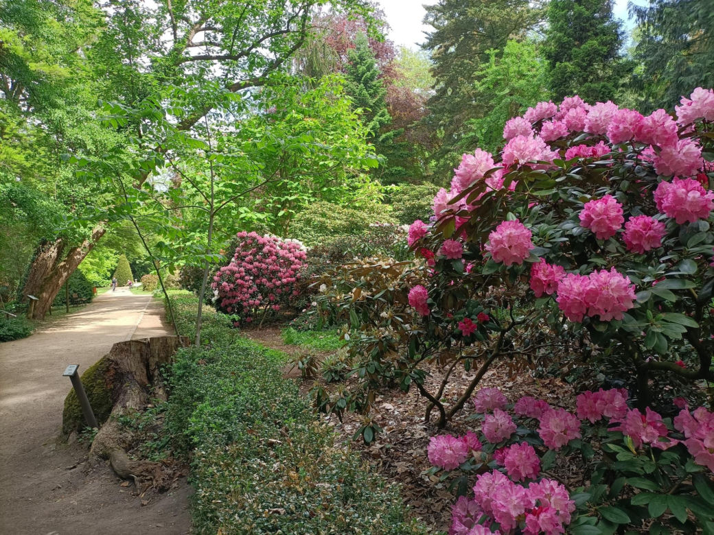 Arboretum Kórnickie - raj dla miłośników pięknych roślin
