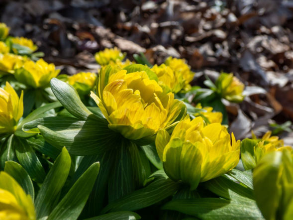 Rannik zimowy 'Flore Pleno'