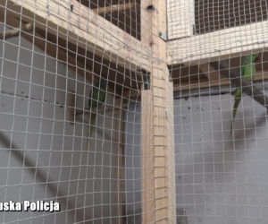 Lubuskie: „Miłośnicy cudzych ptaków” w rękach policji! 