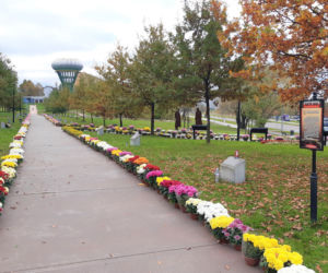 Dwa tysiące chryzantem ozdobiło park w Tarnowie
