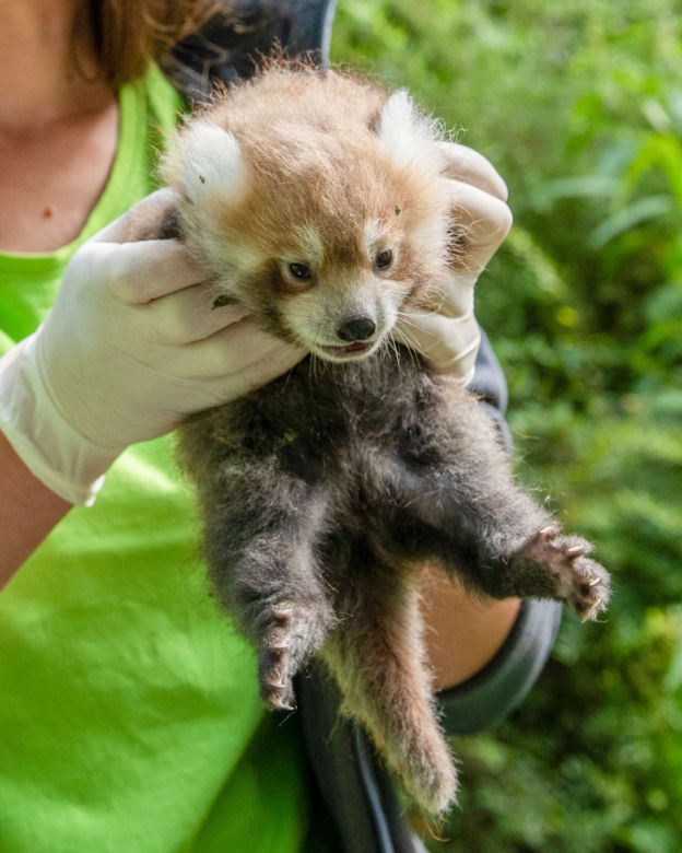 Baby boom w Orientarium ZOO Łódź. Weź udział w konkursie na imiona dla maluchów!