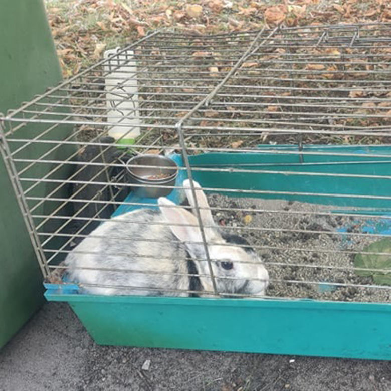 Królik na śmietniku