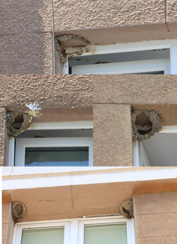 Brutalni sprawcy ZNISZCZYLI GNIAZDA jaskółek! Część zatkano papierem toaletowym! [GALERIA]