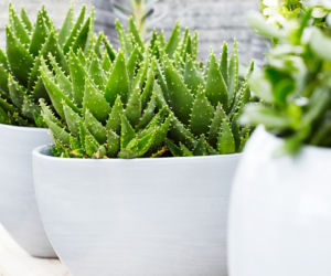 Aloes