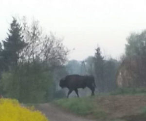 Żubr wędruje po Podkarpaciu.