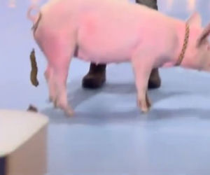 Mam talent 7, odcinek 4. Świnia zrobiła kupę na scenie!
