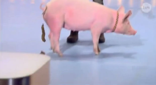 Mam talent 7, odcinek 4. Świnia zrobiła kupę na scenie!
