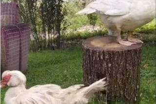 Dramatyczna interwencja w gminie Damnica na Pomorzu!
