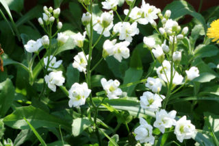 Gęsiówka kaukaska 'Plena' - Arabis caucasica 'Plena'