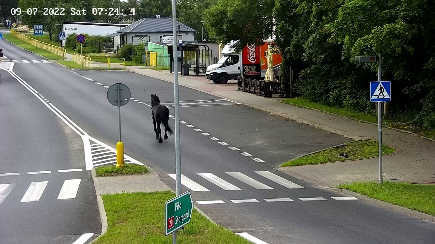 Konik na gigancie. Niecodzienna akcja w centrum Szczecinka