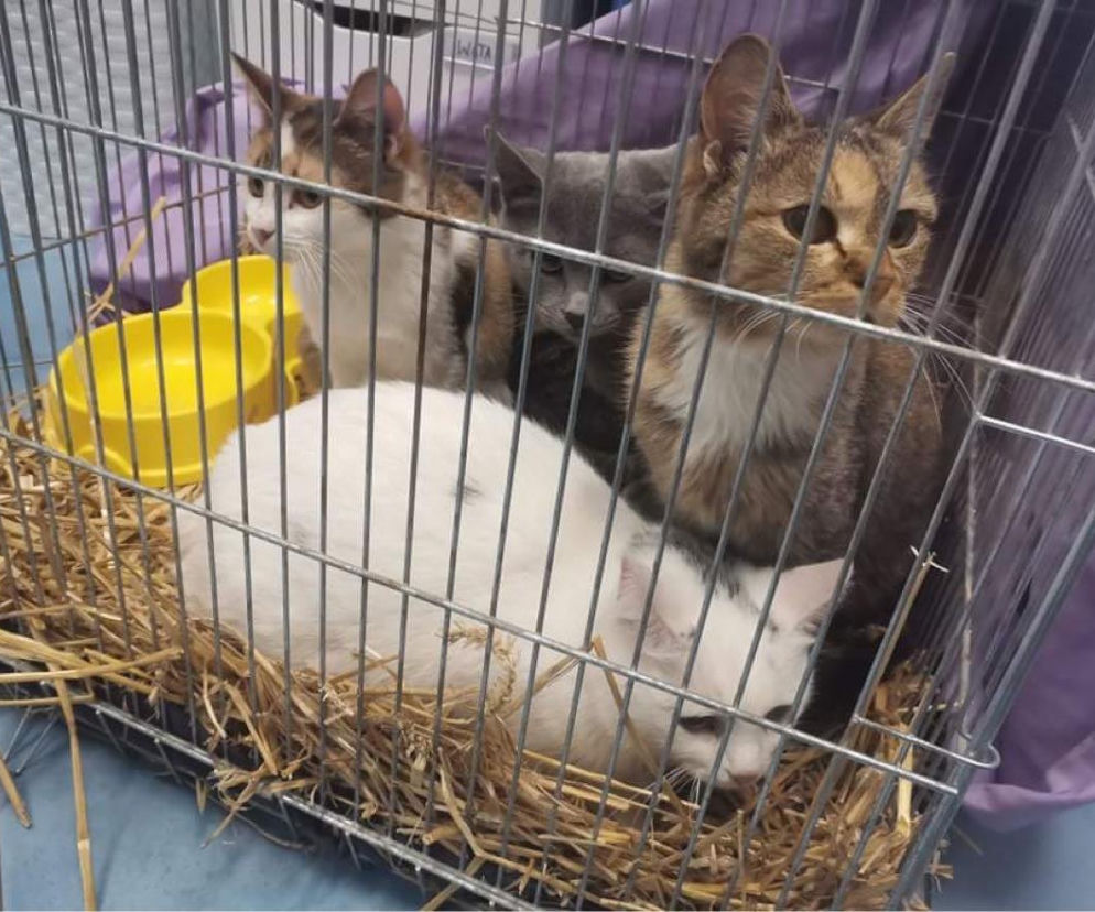 Koty z Ukrainy pojawiły się w kawiarni Miau Cafe! Przeszły bardzo dużo