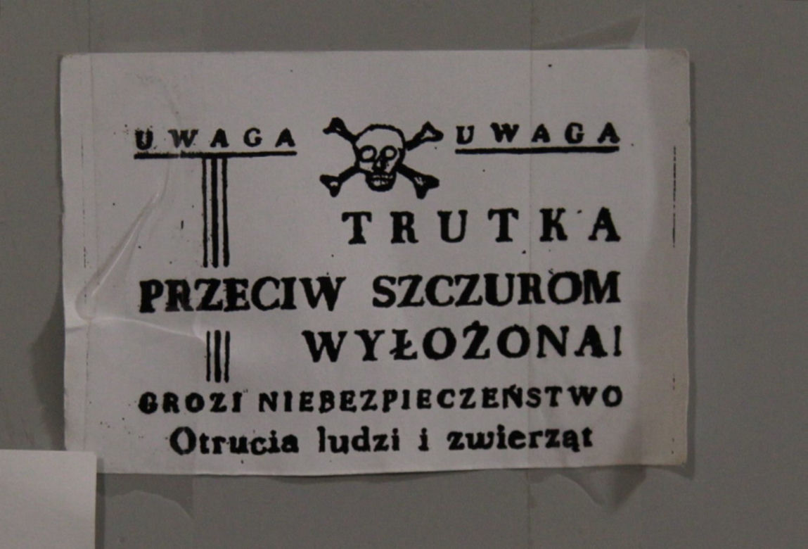 Szczury włażą nam do mieszkań 