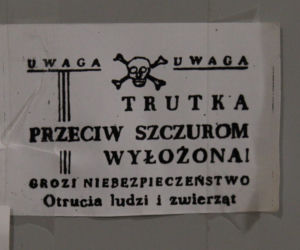 Szczury włażą nam do mieszkań 