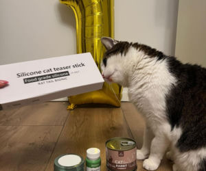 Rok temu walczył o życie. Dziś kot Panduś świętuje rocznicę w nowym domu