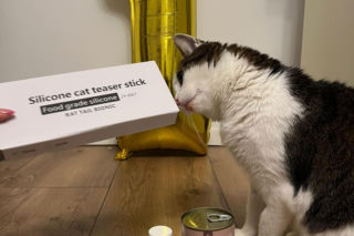 Rok temu walczył o życie. Dziś kot Panduś świętuje rocznicę w nowym domu