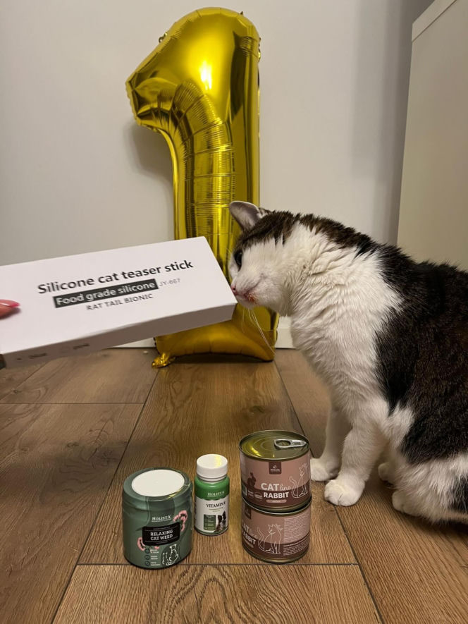 Rok temu walczył o życie. Dziś kot Panduś świętuje rocznicę w nowym domu