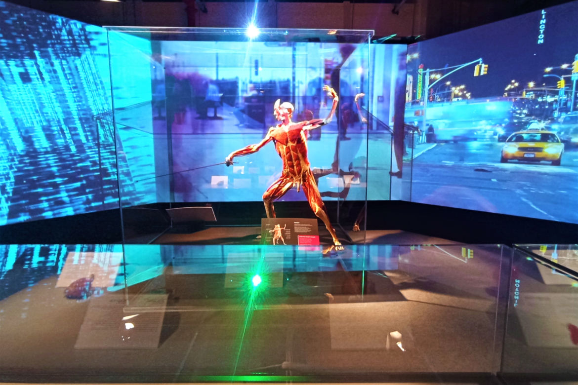 Wystawa Body Worlds w Szczecinie