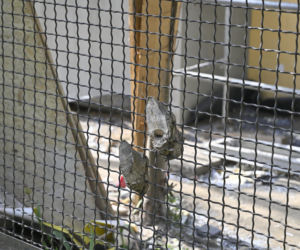 Niekończący się remont sąsiadów Kaczyńskiego