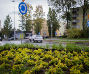 Jakie płuca ma Płock? W niedalekiej przyszłości na pewno zielone